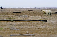 Polar Bear: A polar bear outside Barrow, Alaska. Photo by Gary Braasch