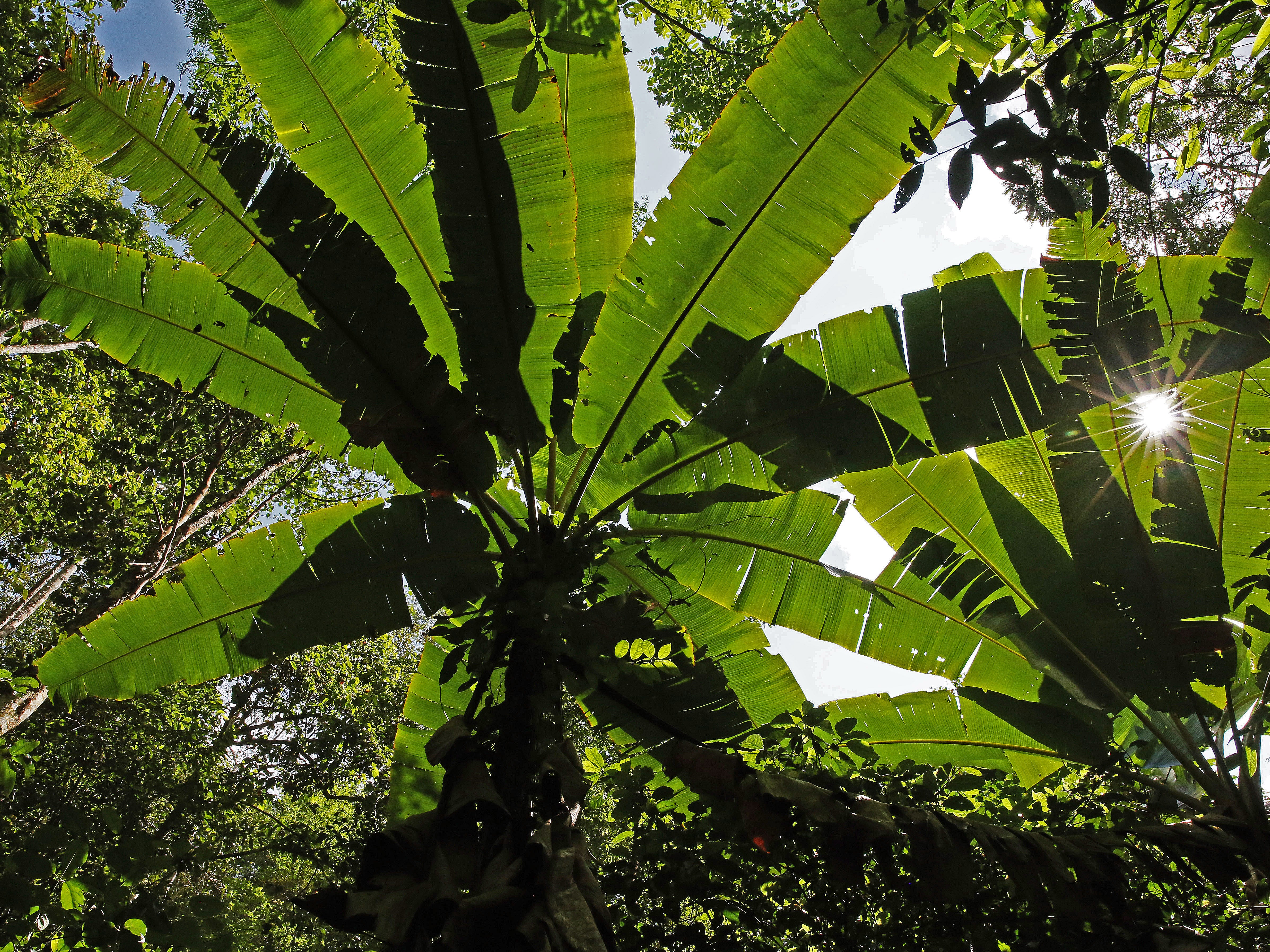 shifting cultivation