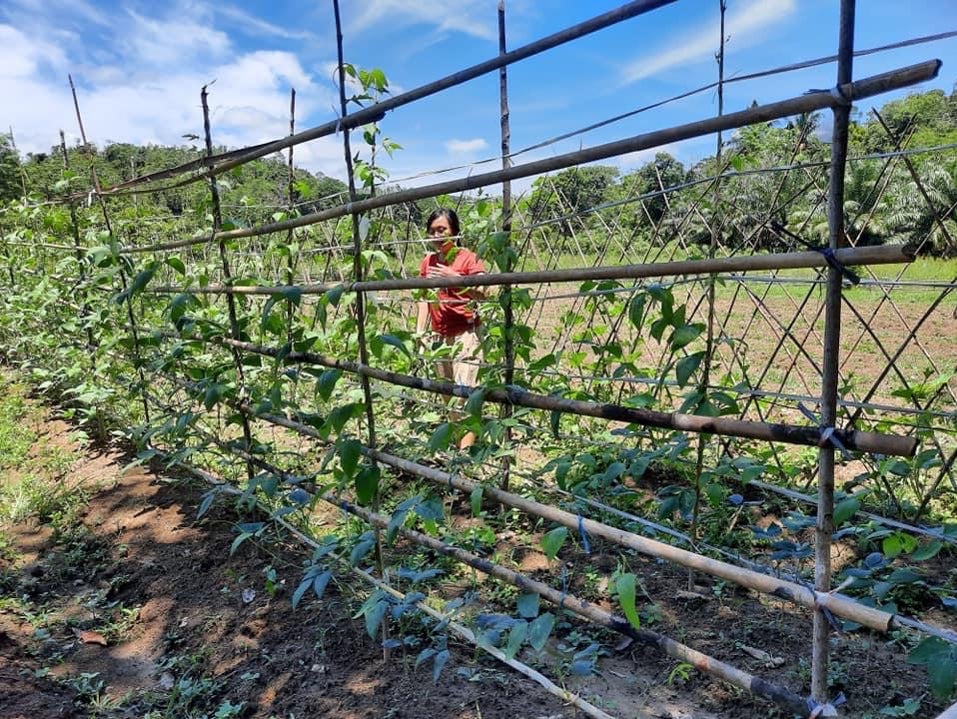 garden