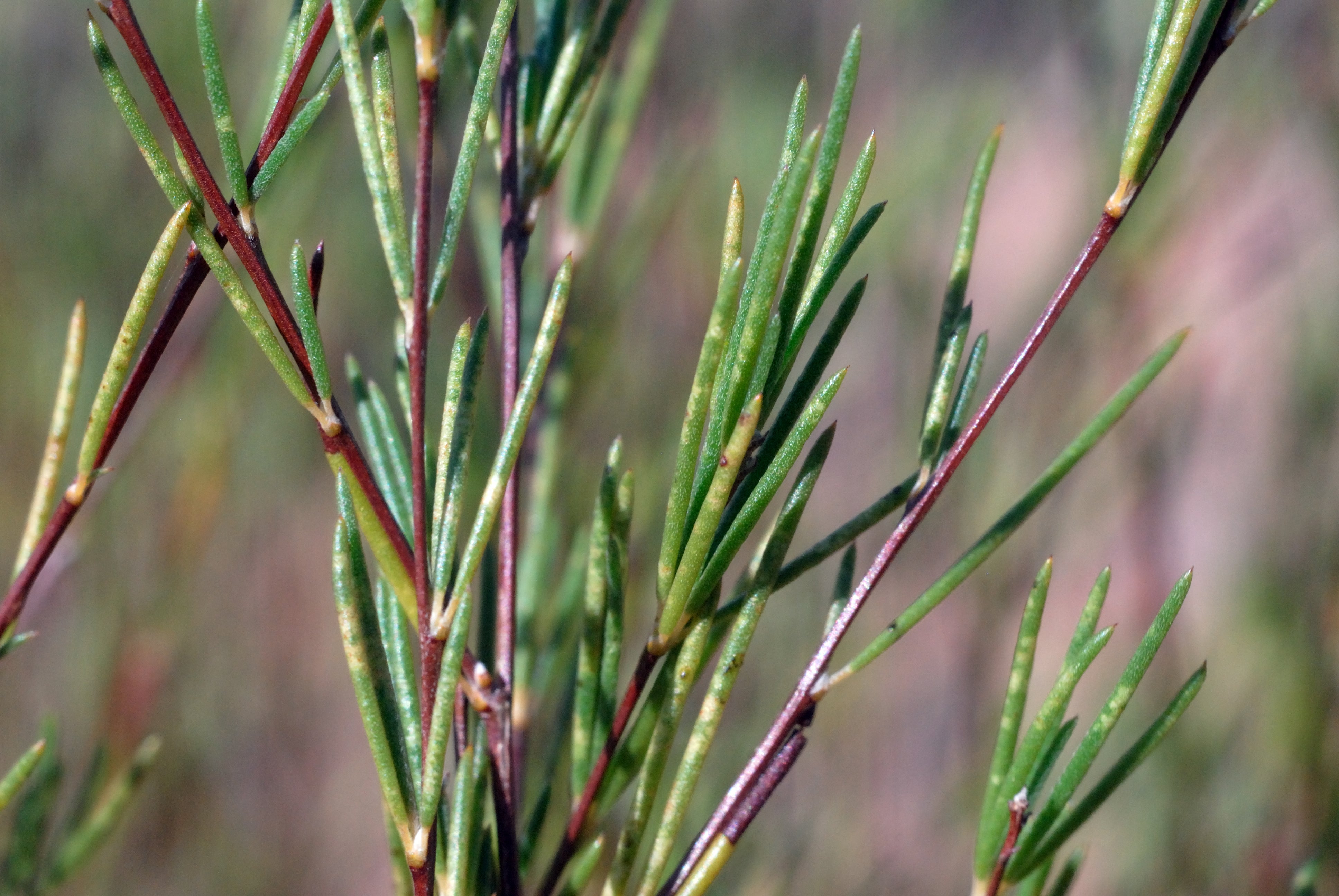 rooibos