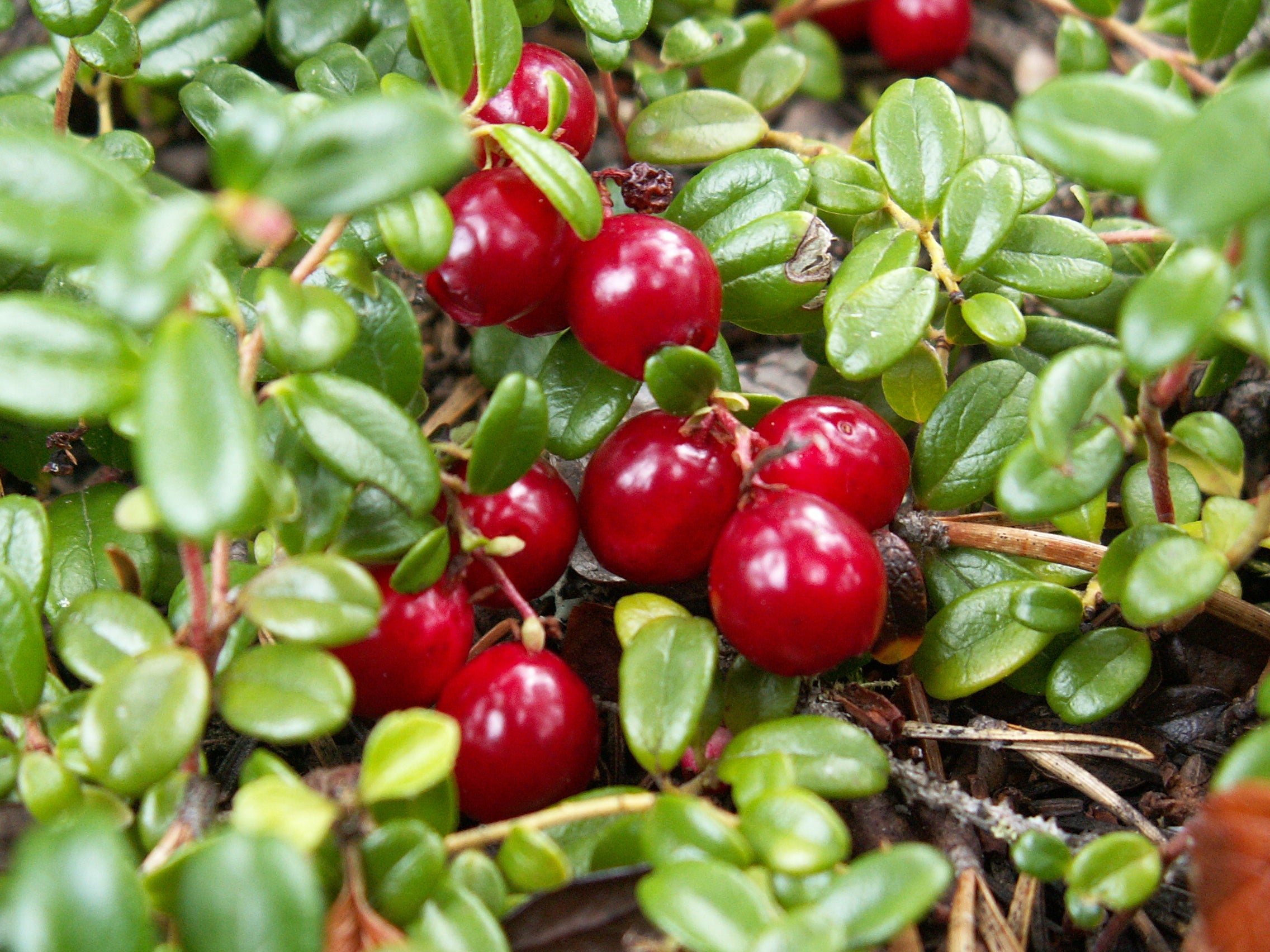 cranberries