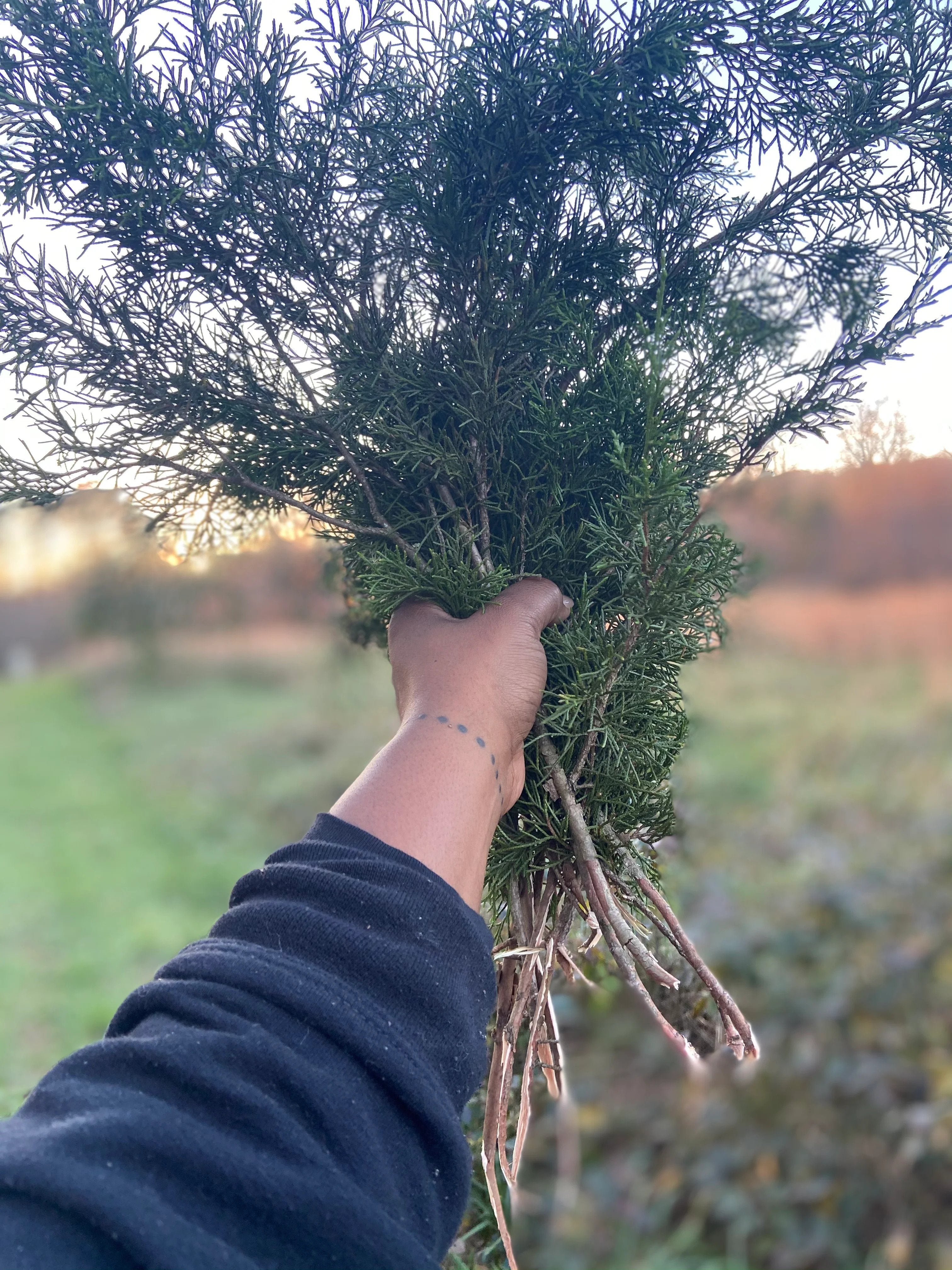 Holding chikkup (cedar), a traditional medicine for cleansing, fever, and respiratory health. Photos by Cheane Bullock.