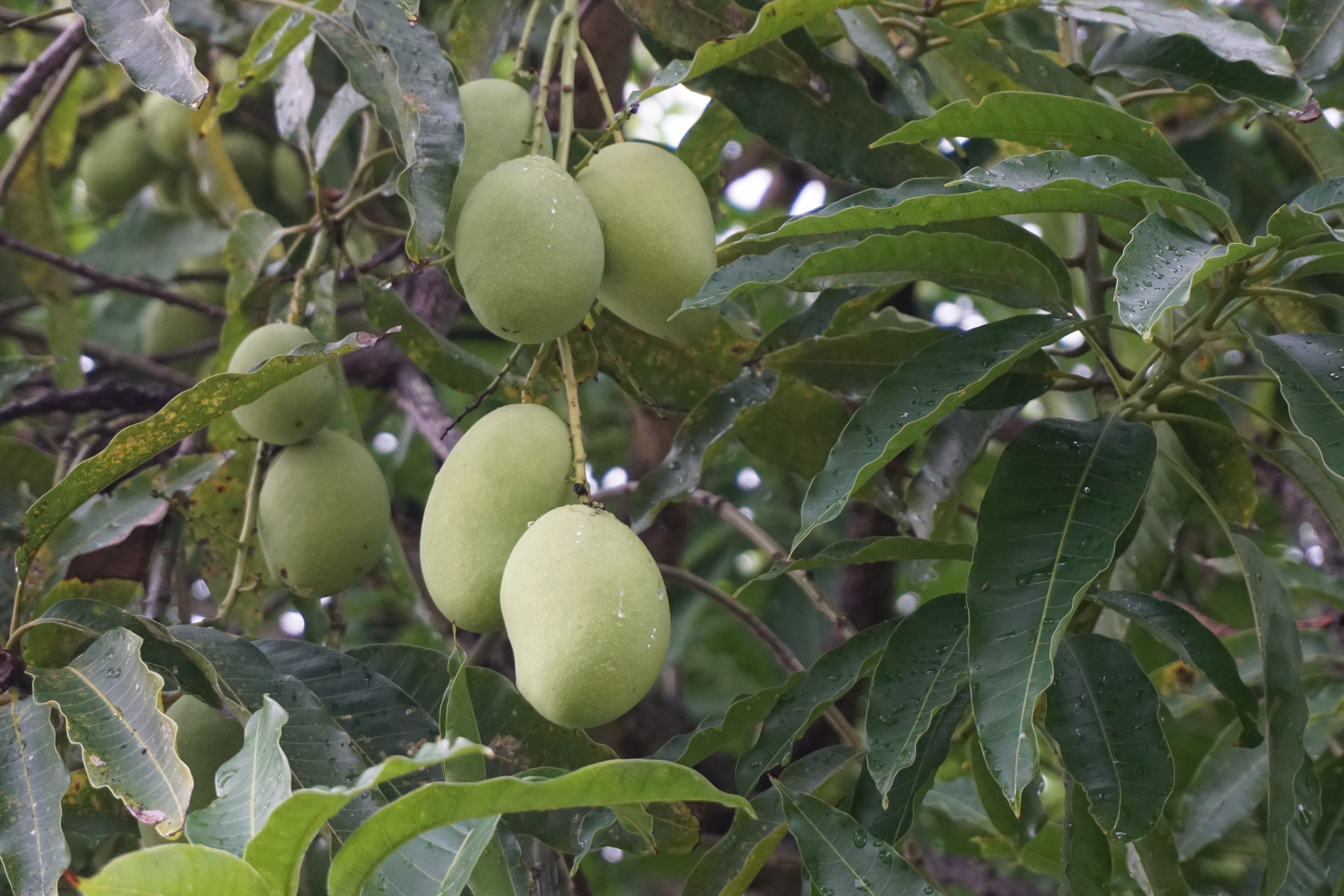 Mangos