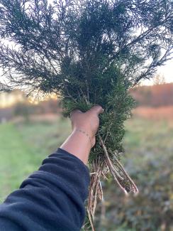 Holding chikkup (cedar), a traditional medicine for cleansing, fever, and respiratory health. Photo by Cheane Bullock.