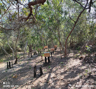 Celebrating Indigenous Beekeeping Practices on World Bee Day